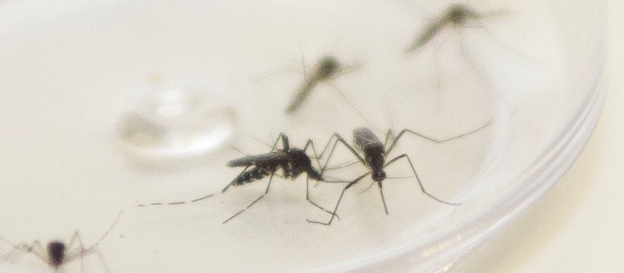 Maringá registra mais três casos de dengue