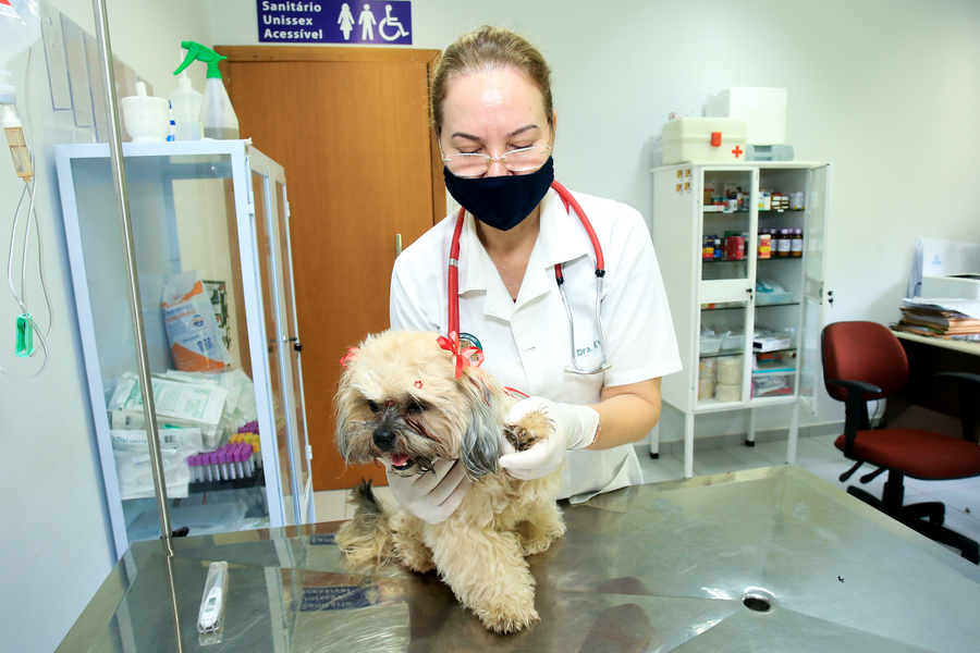 VÍDEO: Câmera flagra maus tratos a cão em Maringá; agressor é multado