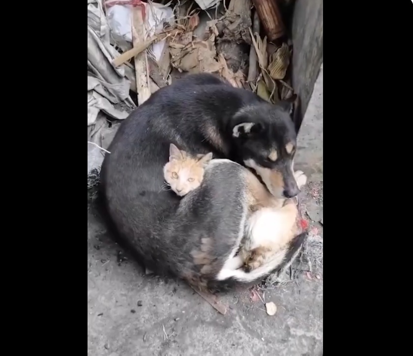 Imagem de um gato e um cachorro abraçados, após sobreviverem ao terremoto na Turquia