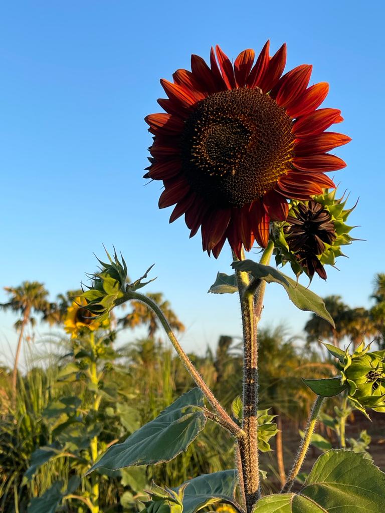 Campo de girassóis vermelhos em Maringá já está em fase de testes