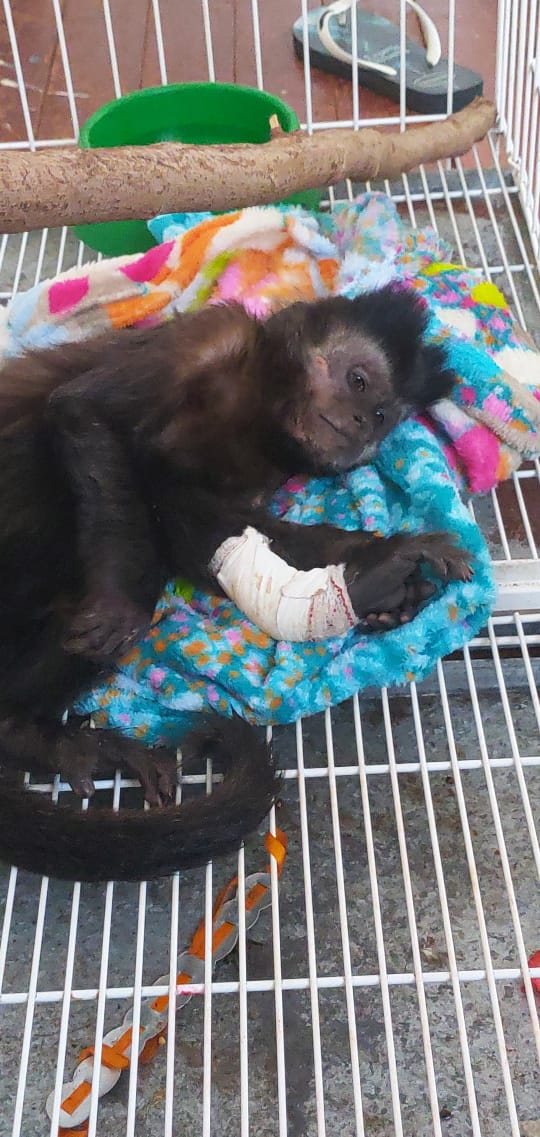 Conheça a história do Mucky, o macaco que vive em uma ONG de Maringá