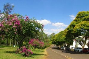 Céu claro e máxima de 29ºC em Maringá neste feriado, diz Simepar