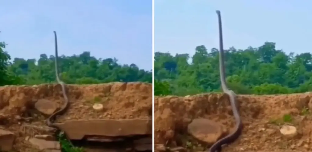 Cobra parece estar em pé