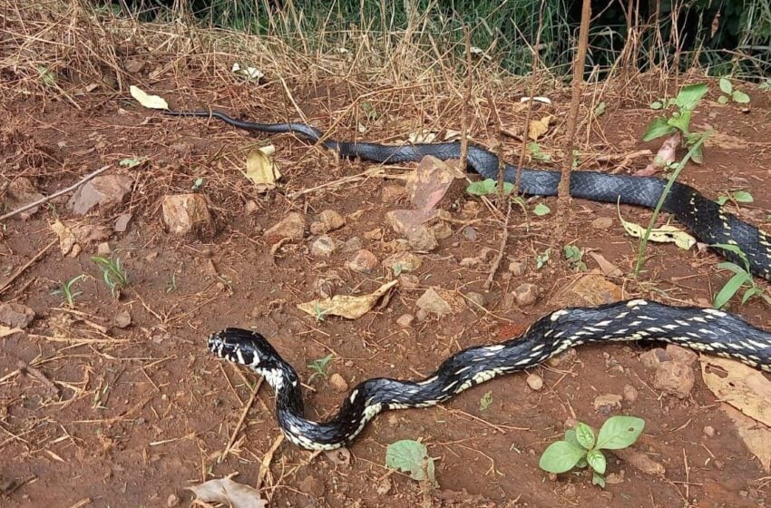 Cobra é encontrada por trabalhadores em área rural de Marilândia do Sul, Paraná. Foto: Arquivo Pessoal