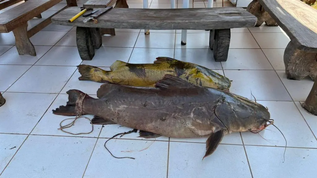 Pesca ilegal de jaú