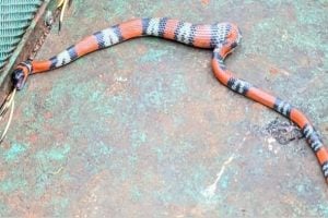 O 'canto' da serpente? Cientistas registram, pela 1ª vez na América Latina,  som emitido por cobra