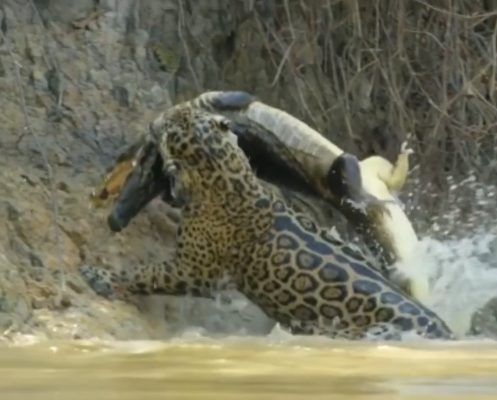 Onça-pintada e jacarés são alguns dos maiores predadores do Pantanal