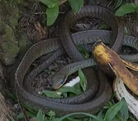 Cobra assustou passageiros de ônibus no Paraná