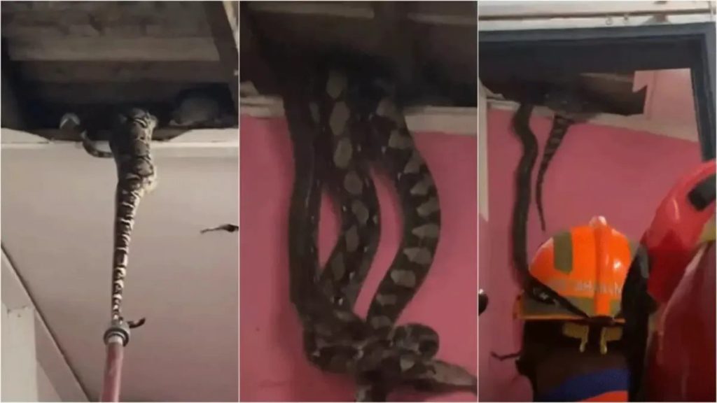 Cobras gigantes acasalando desabam de forro de casa e vídeo impressiona