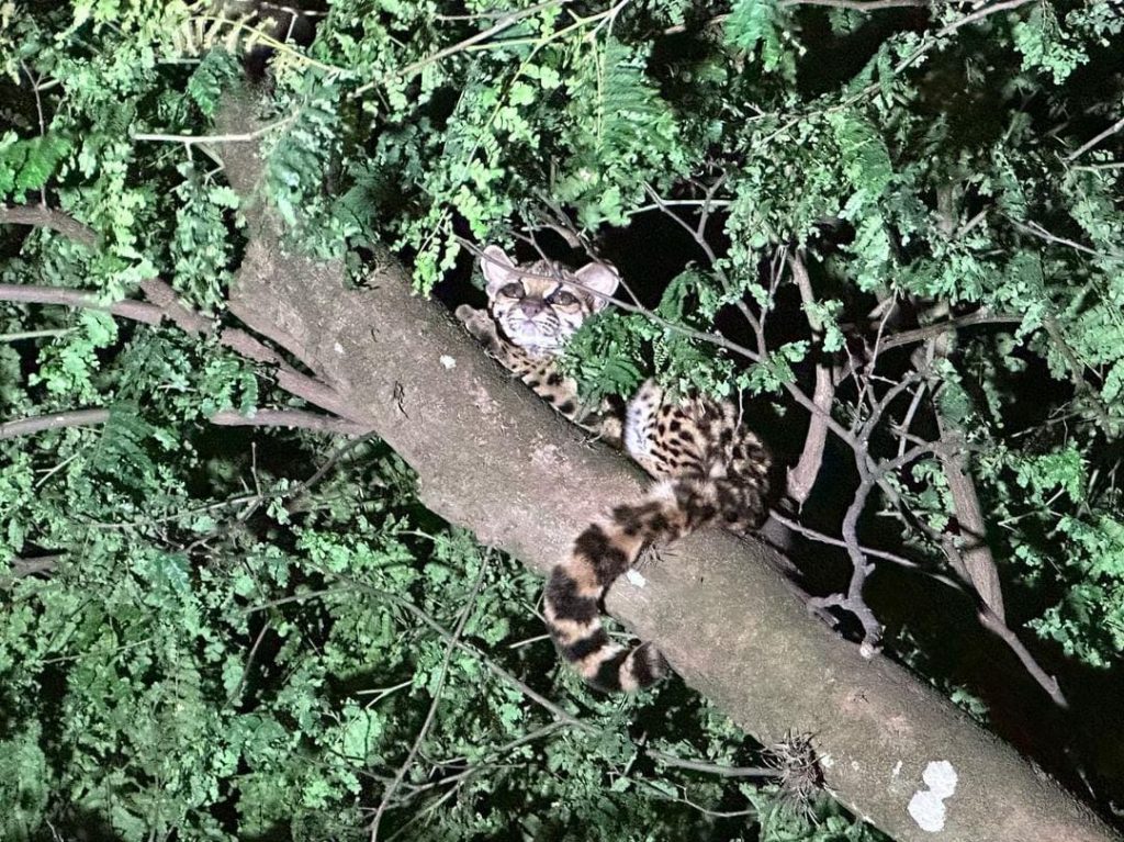 WhatsApp Image 2023-11-08 at 11.28.28