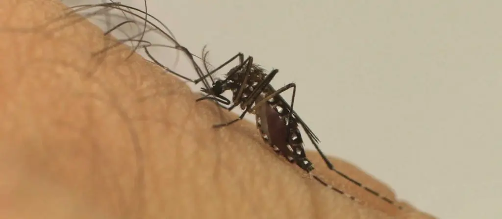 dengue