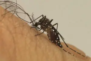 denguefiocruzmaringa