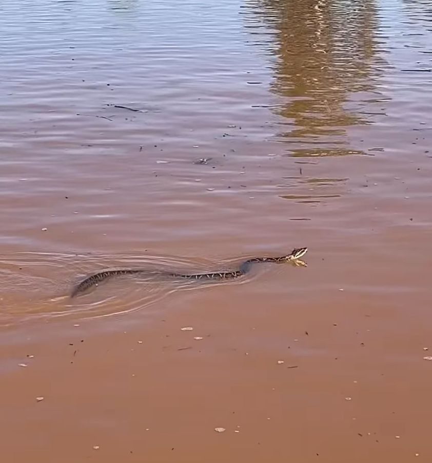 Cobra no Rio Ivaí