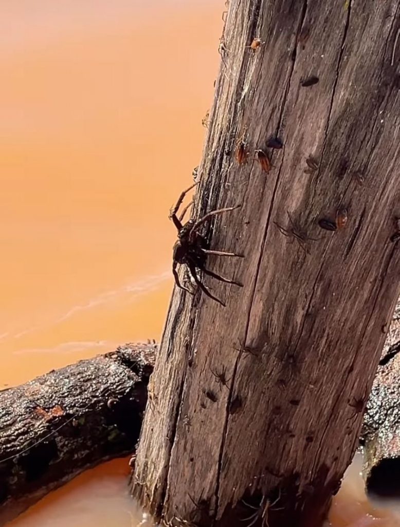 Aranhas fogem da cheia do Rio Ivaí