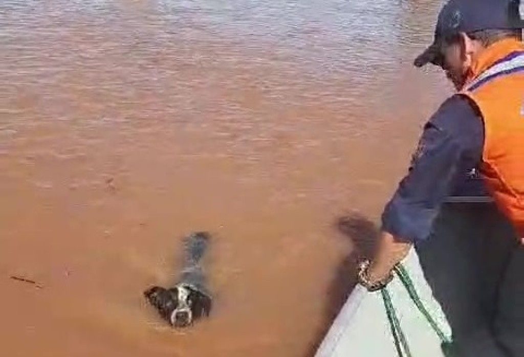 Cachorro no Rio Ivaí