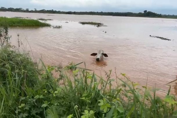 Bezerro no Rio Ivaí