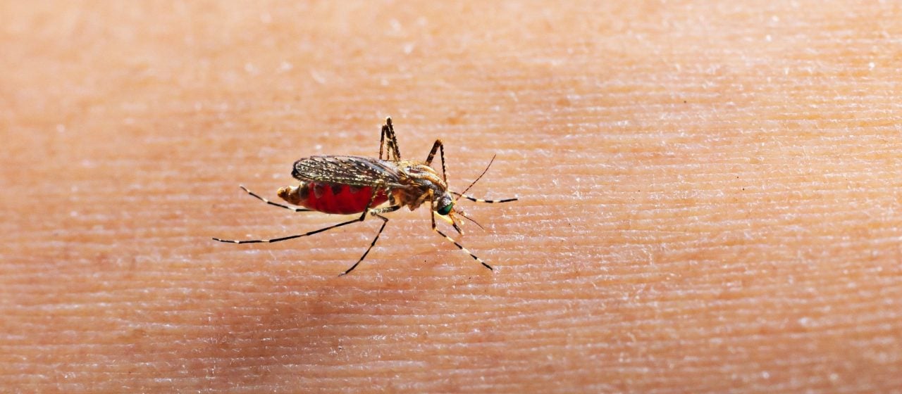 Hay tres zonas en Maringá que tienen alto riesgo de contraer dengue;  ver cuales