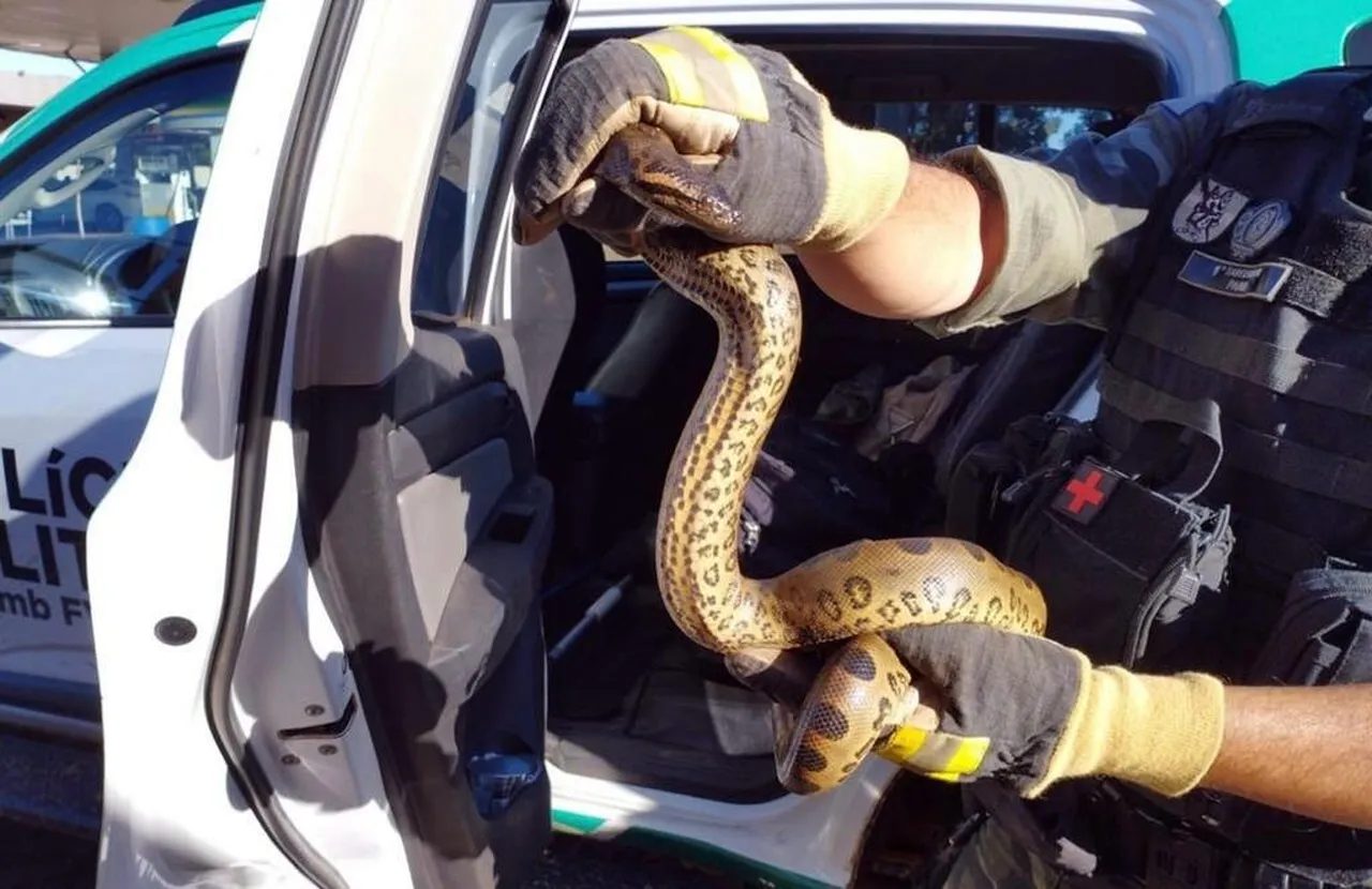 Um Veículo Todo Preso Na Areia Movediça No Canyon Del Rio Anaconda