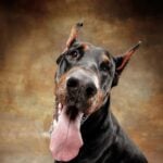 doberman-pinscher-cao-engracado-e-emocional-no-fundo-do-estudio_155003-30788