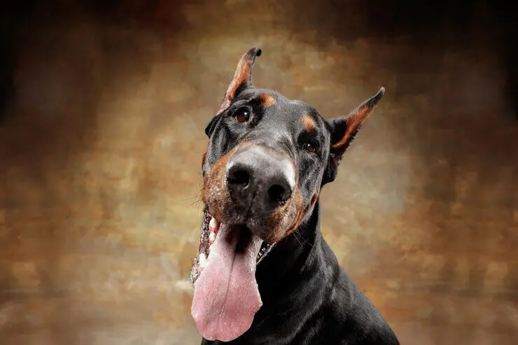 Raças de cachorros: Dobermann