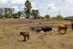 Seca-no-Rio-Grande-do-Sul