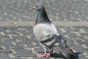 A-proposta-ainda-e-discutida-e-deve-passar-pelas-c-00846704-0-202403191506-ScaleDownProportional