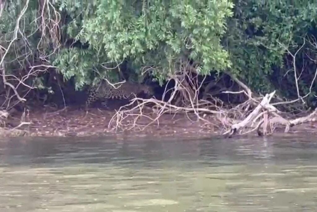 onças no Rio Paraná em Porto Rico