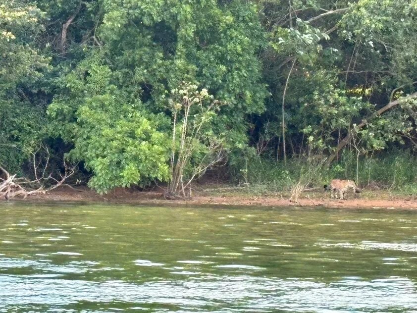 onças no Rio Paraná em Porto Rico