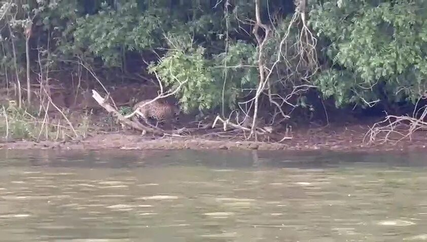 onças no Rio Paraná em Porto Rico