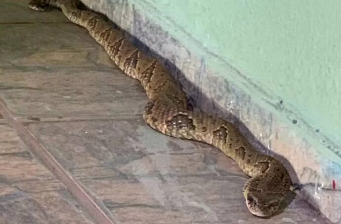 Cobra jararaca em banheiro