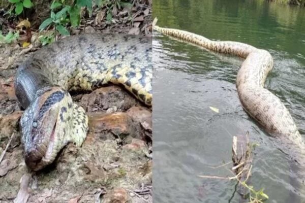 Uma sucuri gigante, popularmente conhecida como anaconda, de quase sete metros de comprimento foi encontrada morta no Rio Formoso em Bonito,