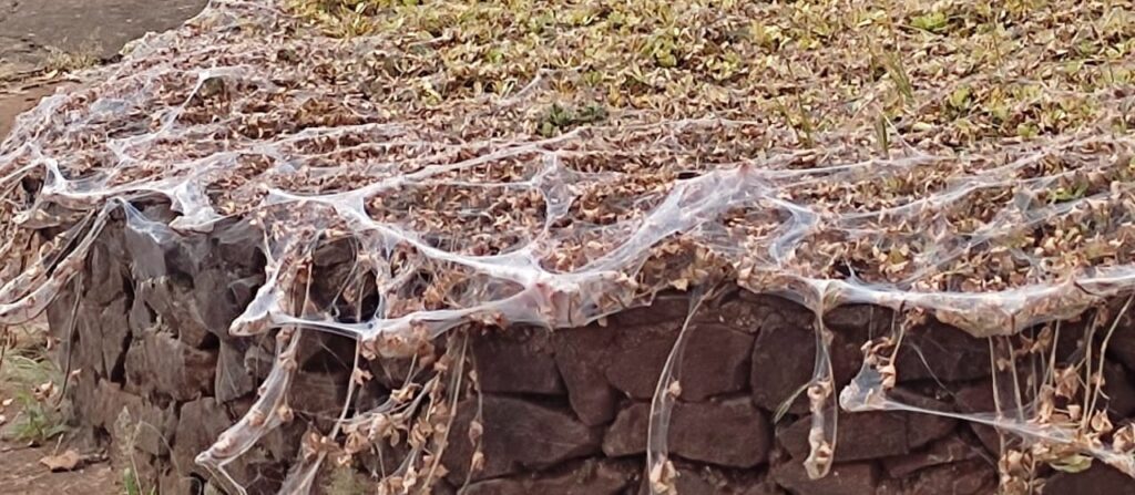 c87a1991cc232c0c983a5dbcd136f7f6