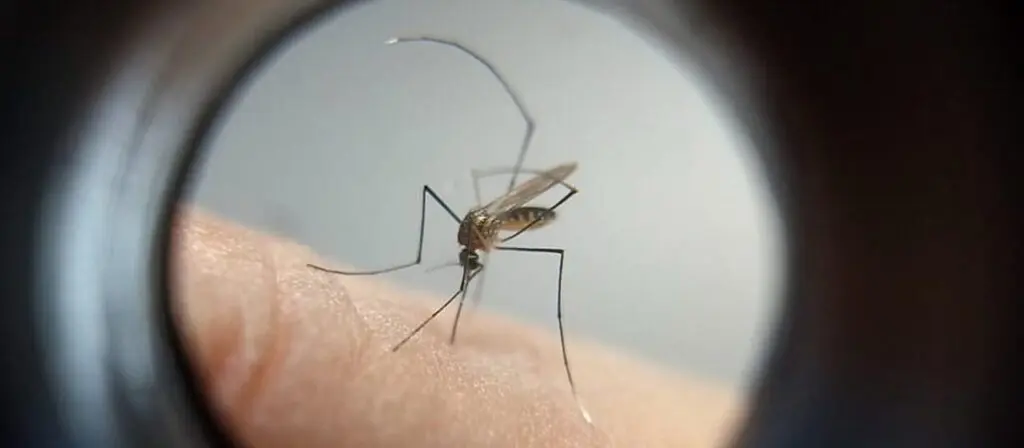 dengue