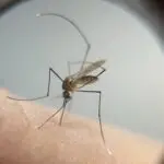 dengue