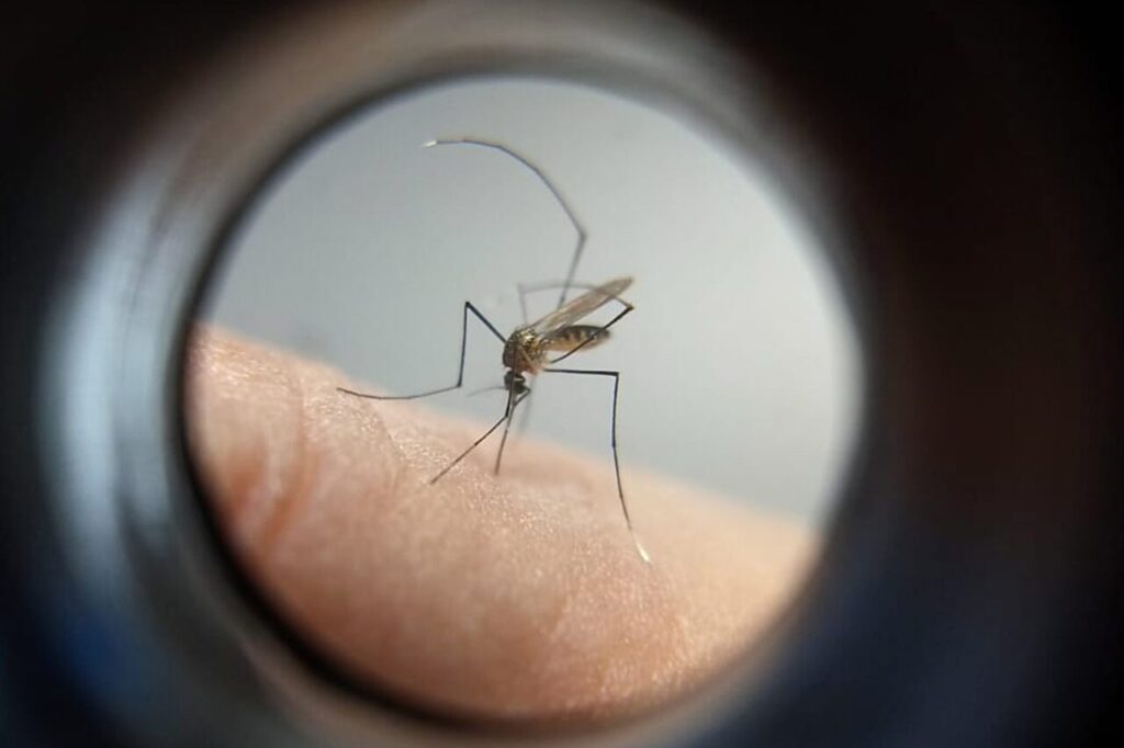 Anvisa indica 2 tipos de repelentes contra o mosquito da dengue e faz alerta