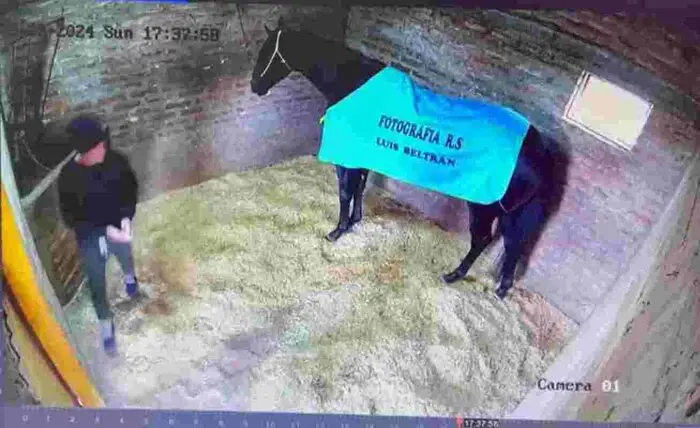 Cavalo envenenado