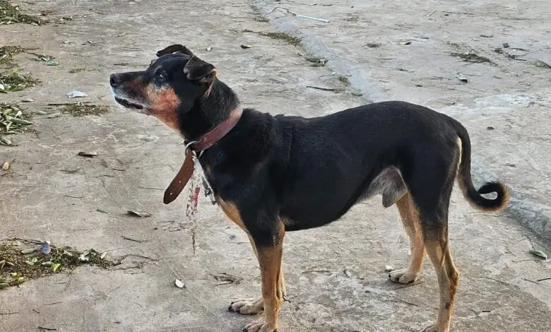 idosa-e-atacada-por-cachorro-e-tem-rosto-desfigurado-em-maringa-3-780×470-transformed