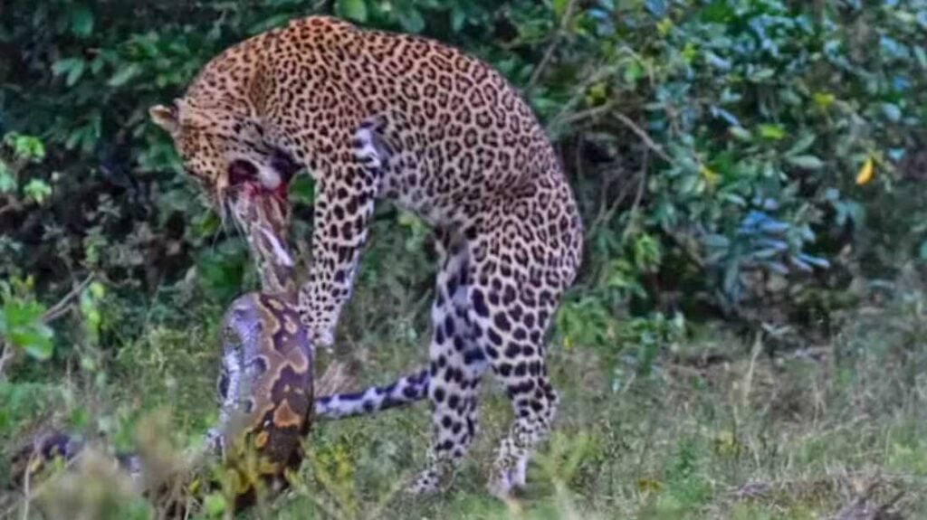 duelo entre serpente píton e leopardo