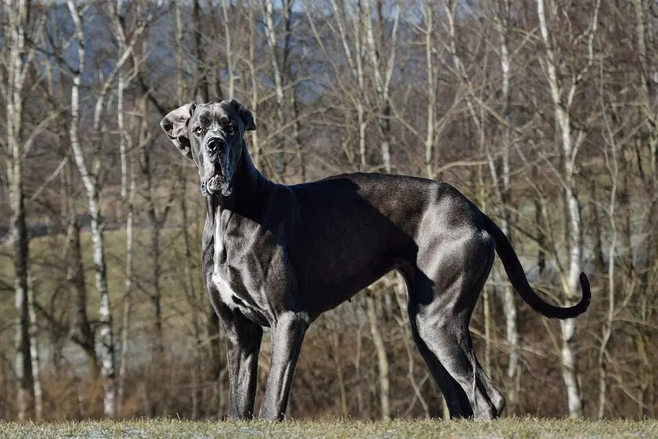 Raças de cachorros: Dogue Alemão