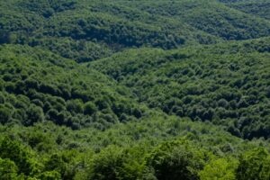 Vertical shot of the green forest in the hills of Kordun in Croatia