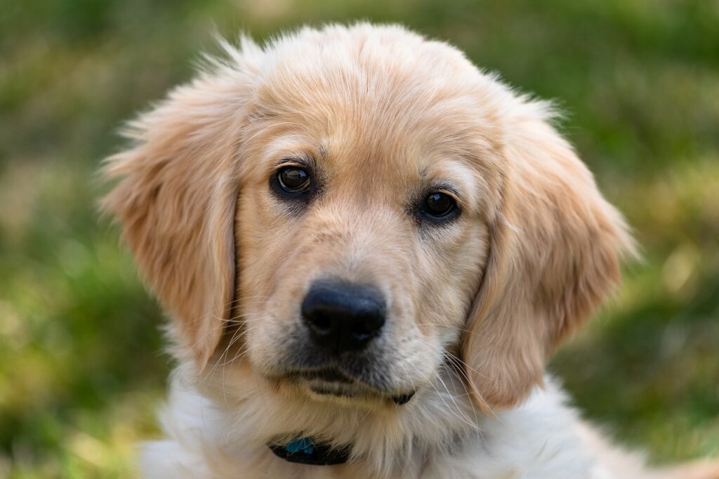 golden-retriever-4135265_1280