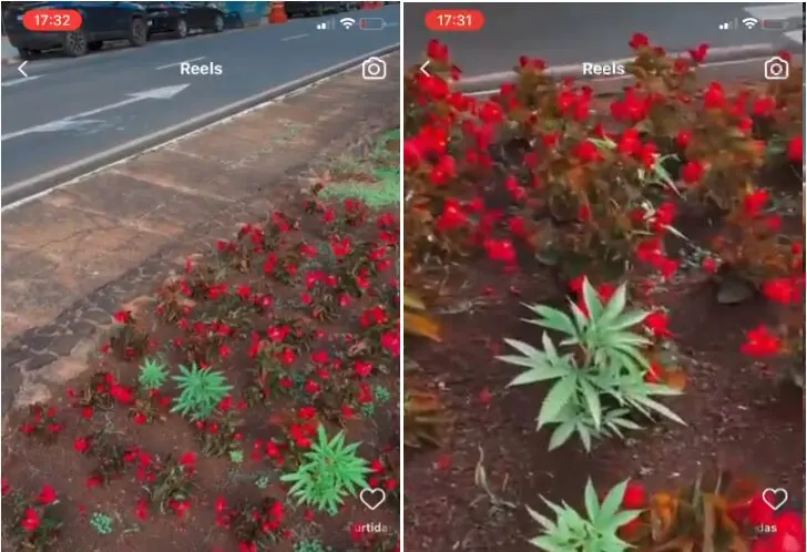 pés de maconha