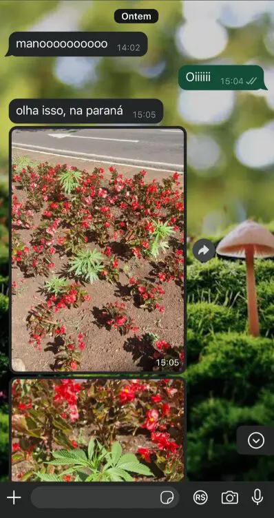 print dos pés de maconha