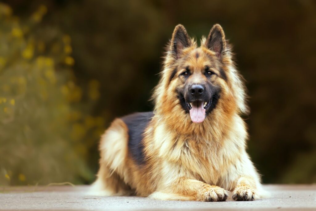 Selective focus shot of an adorable german shepherd outdoors during daylight