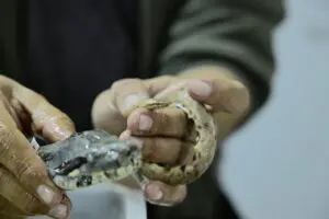 ECUADOR-ANIMAL-SNAKE-DWARF BOA