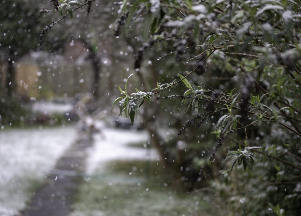 Closeup shot of a tree branch in a snowy weather