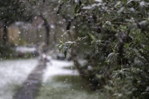 Closeup shot of a tree branch in a snowy weather