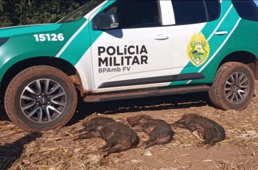 catetos abatidos em caça ilegal de animais silvestres