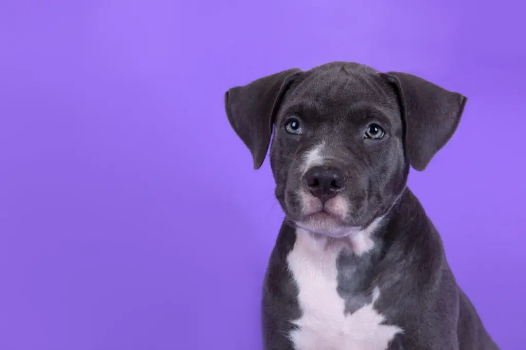 American Staffordshire terrier puppy (3 months) on the table wit