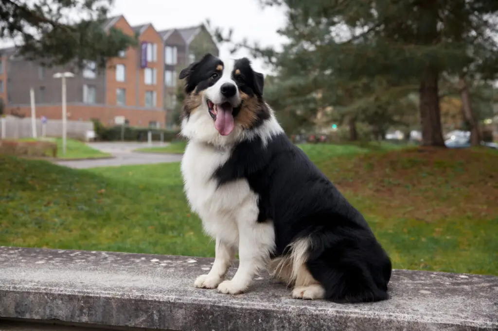 beautiful-border-collie-dog-havin-fun-outsde